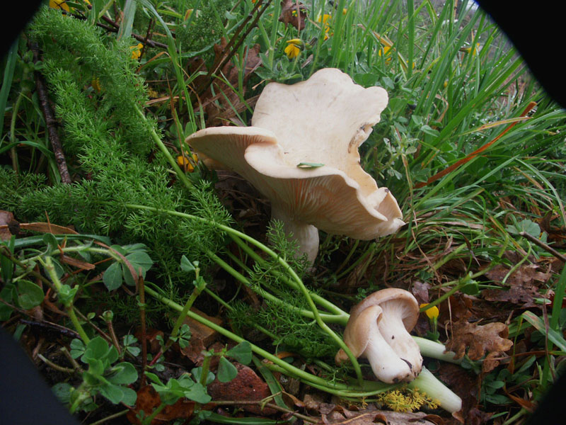 Il Pleurotus eryngii e ostreatus: l''oro di Sicilia.